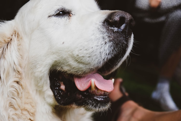 Почему у собак воняет рот