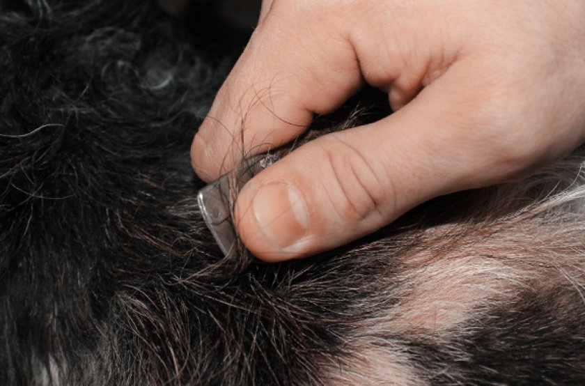 Что такое остевые волосы у лабрадоров